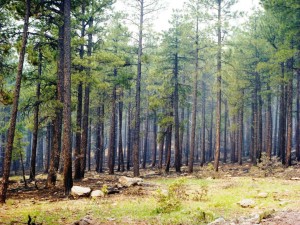 SlideFire