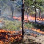 November 1, 2017: Interagency coordination to meet multiple objectives: An effective approach to wildfire
