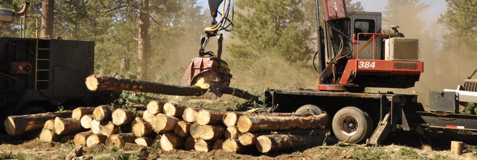 A forest harvester cuts and stacks logs for the White Mountain Stewardship Project in Arizona.