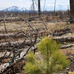 A post-fire ponderosa pine seedling