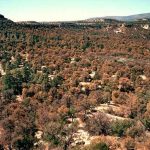 March 1, 2017: Fuels treatments and ecological values in piñon-juniper woodlands: Vegetation, birds, and modeled fire behavior