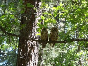 2017 TWS Conference Symposium- Wildfire and spotted owls: It’s a burning issue (co-host)