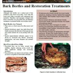 Bark Beetles and Restoration Treatments
