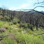 February 14, 2018: Fire severity and regeneration strategy influence shrub patch size and structure