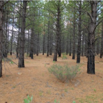 May 2, 2019: New reforestation practices for post-wildfire landscapes- building early resilience