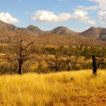 Evaluating Change in Bird Communities from Wildfire in the Arizona Sky Islands