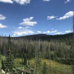 Resilience in National Forest Planning