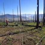 Wildfire-Driven Forest Conversion in Western North American landscapes