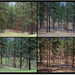 Series of 4 images that show a range of forest health.