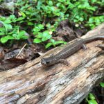 Salamander on a log