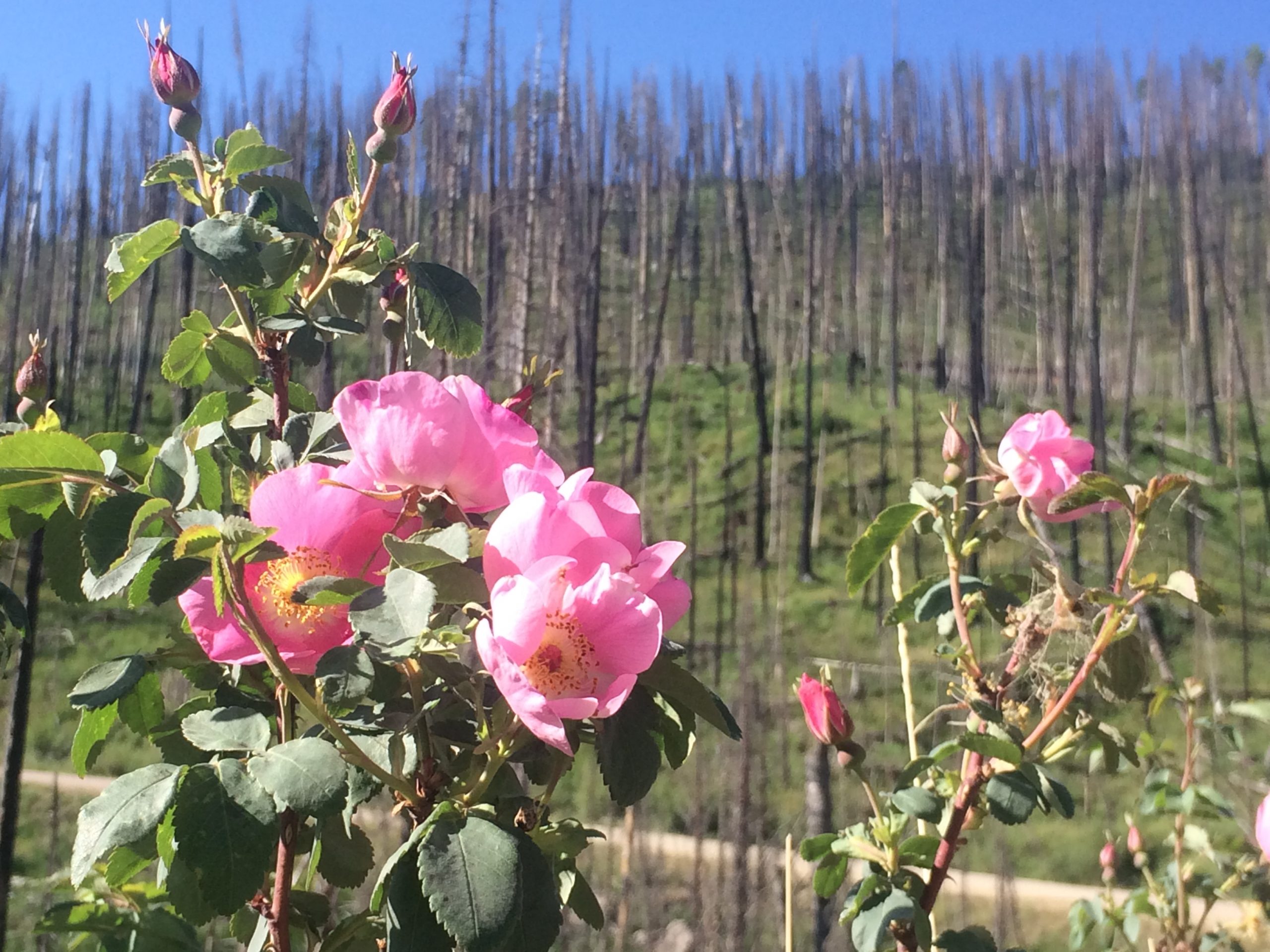 Wild rose blooming in front of a post-fire landscape filled with burnt trees that actually just look like sticks.