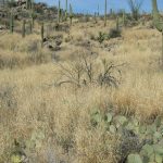 Sonoran desert view showing saguaro cactus surrounded by tall buffelgrass
