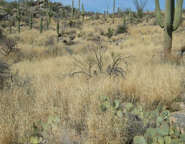 Sonoran desert view showing saguaro cactus surrounded by tall buffelgrass