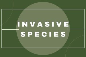 Invasive Species (1)