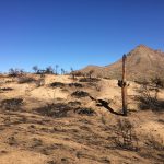 Sonoran desert post-fire with charred saguaro