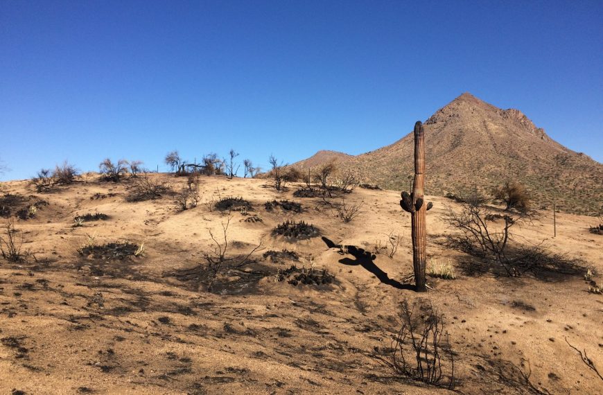 Sonoran desert post-fire with charred saguaro