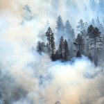 Wildlife and Fire: Perspectives and Effects