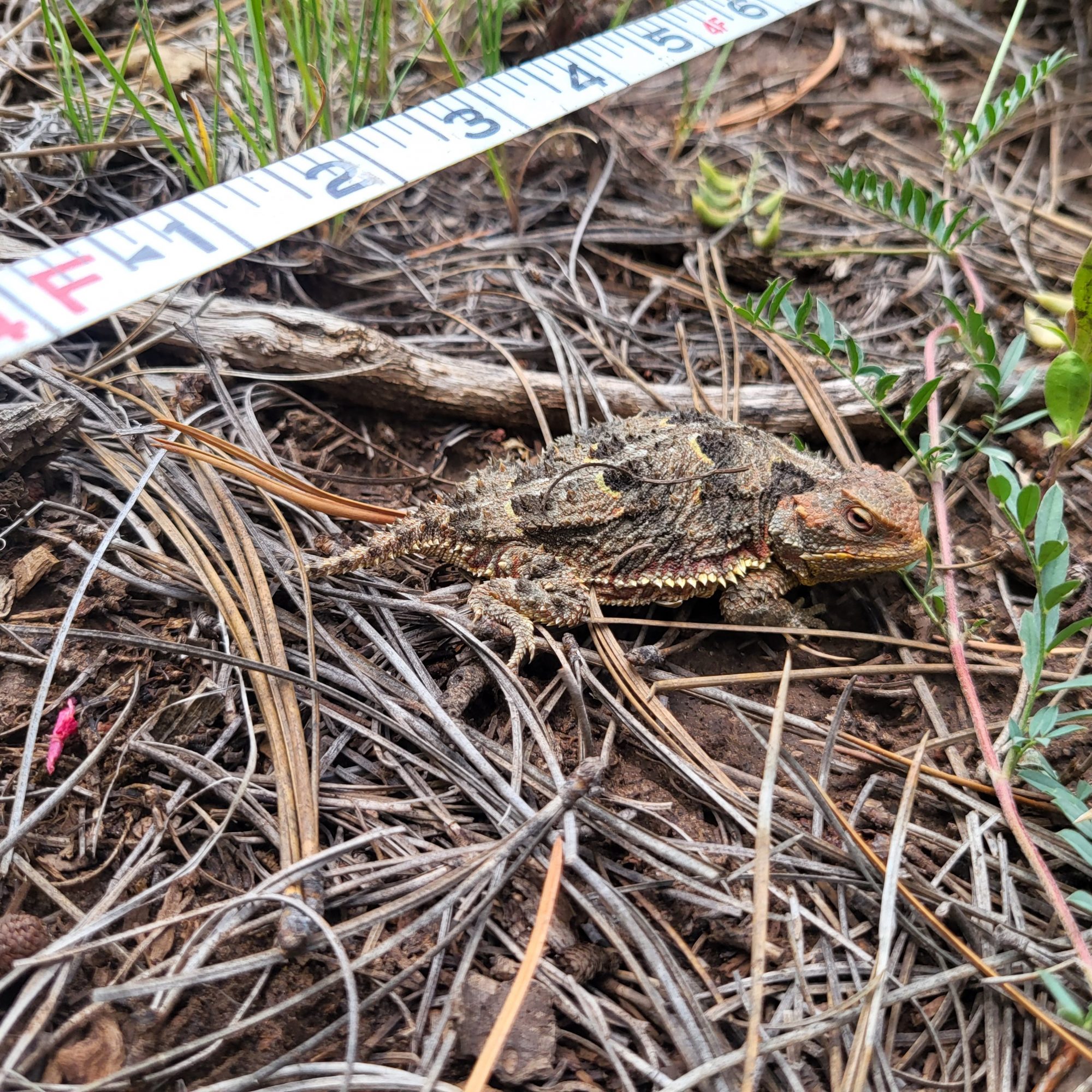 A small lizard on the ground next to a tape measure to show scale