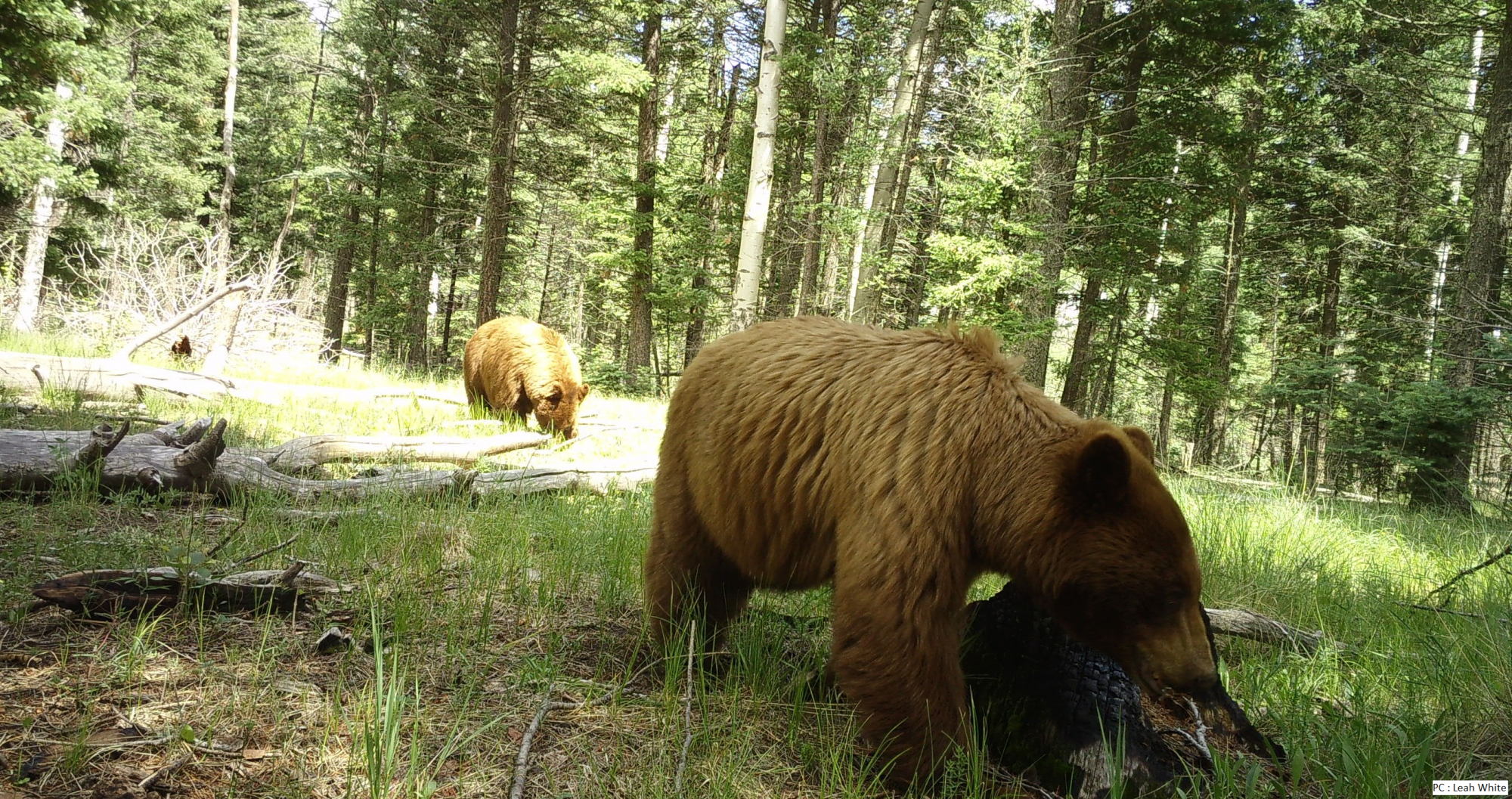 Two bears foraging in the forest