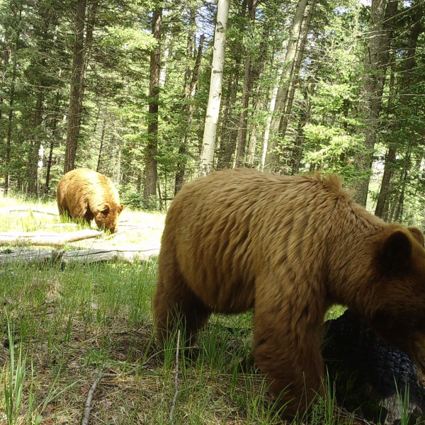 The Bear Truth: Black Bear Resource Selection and Response to Wildfires and Forest Restoration Treatments