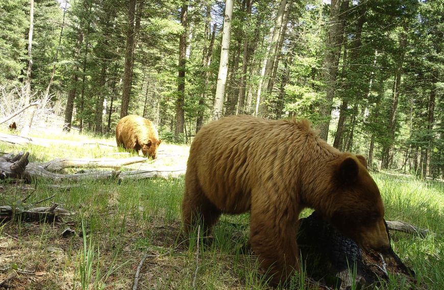 Two bears foraging in the forest