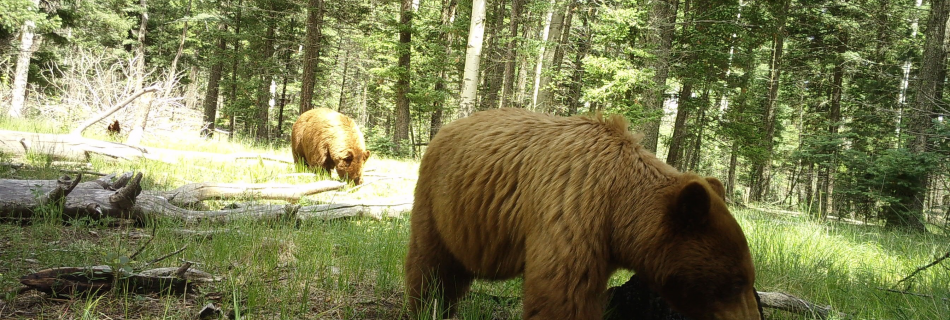 Two bears foraging in the forest