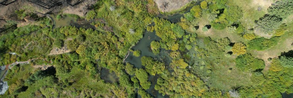 Image of wildfire refugia