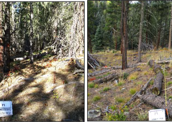 A Long-Term View of Collaborative Forest Management: The 15-Year Southwest Jemez CFLRP Report