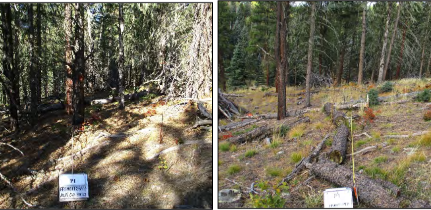 Two photos of the same forest, one prior to treatment and one after thinning treatment