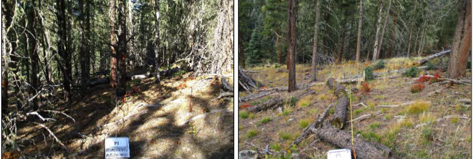 Two photos of the same forest, one prior to treatment and one after thinning treatment